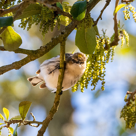 Golden crowned sparrow