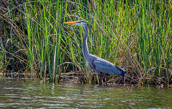 Great blue heron