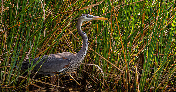 Great blue heron