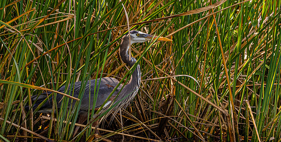 Great blue heron