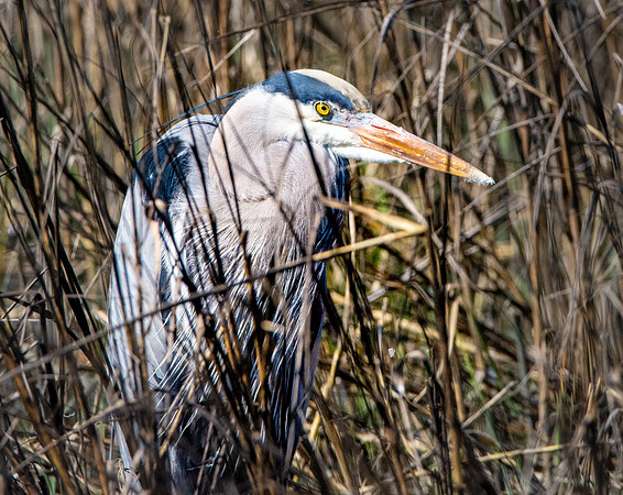 Great blue heron