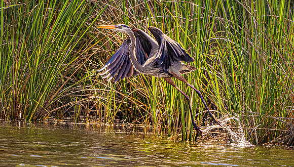 Great blue heron