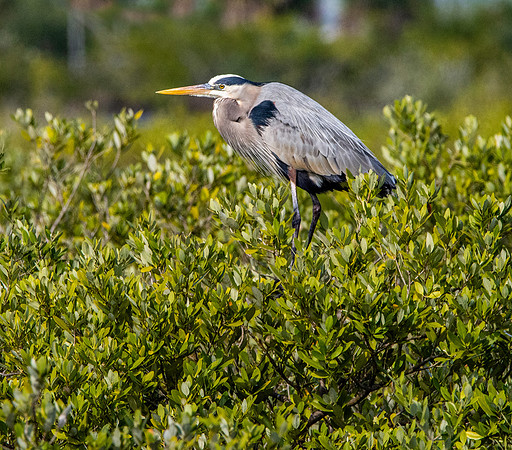 Great blue heron