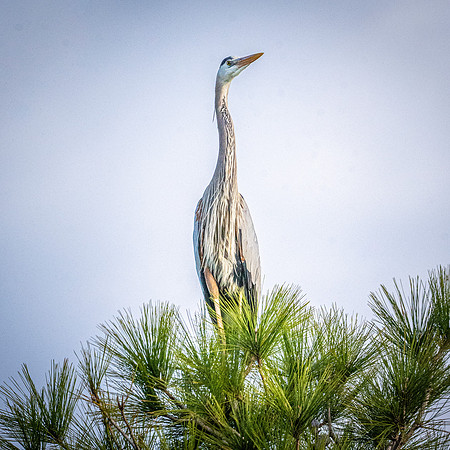 Great blue heron