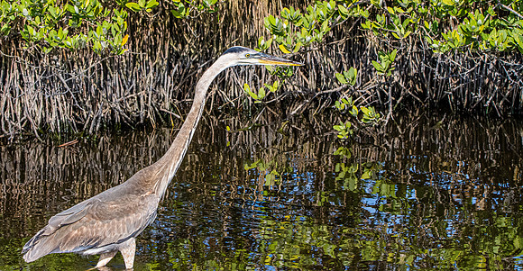 Great blue heron