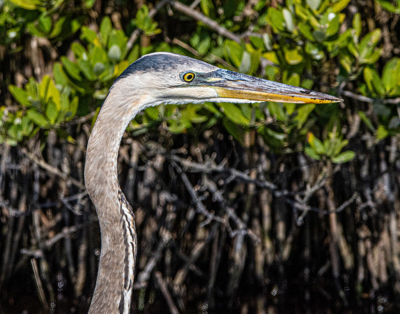 Great blue heron