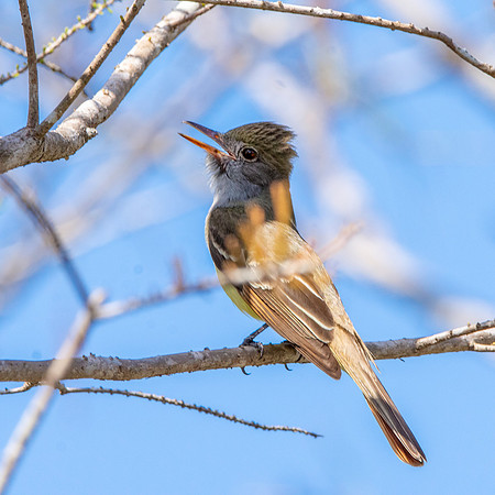 Great crested flycatcher