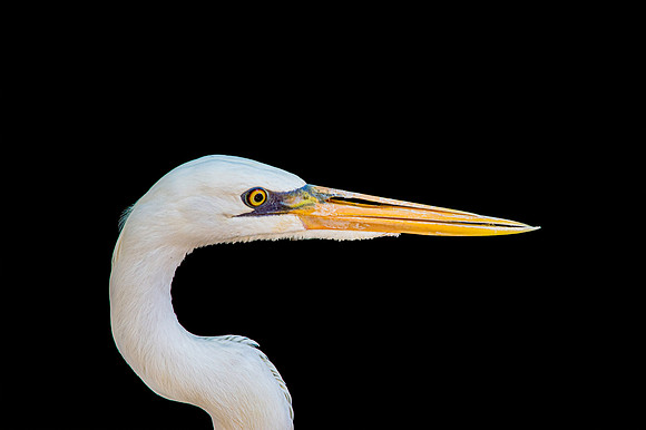 Great white egret
