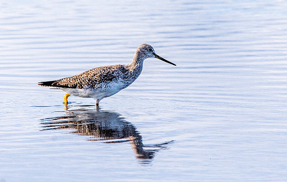 Greater yellow legs