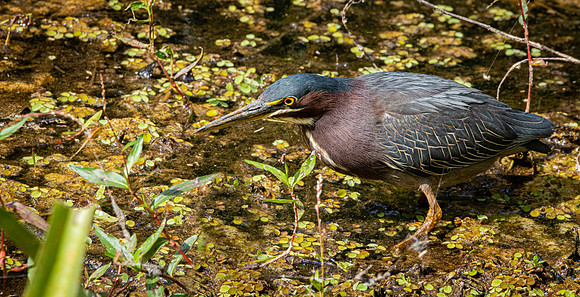 Green heron
