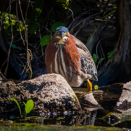 Green heron