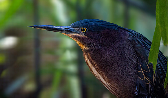 Green heron