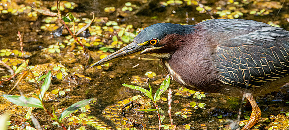 Green heron