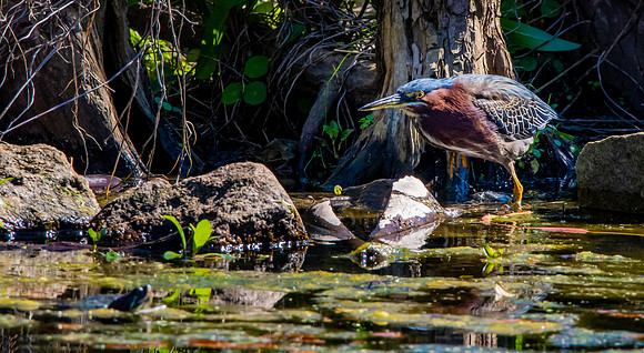 Green heron