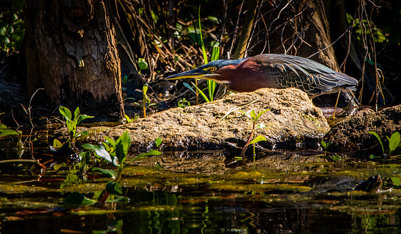 Green heron