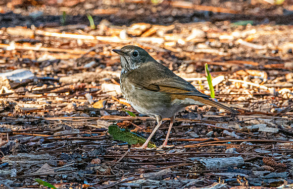 Hermit thrush