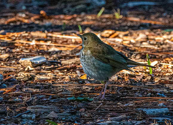 Hermit thrush