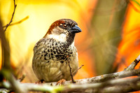 House sparrow