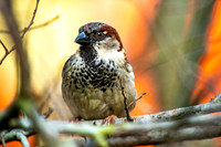 House sparrow