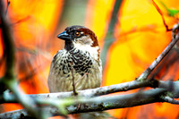 House sparrow