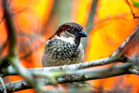 House sparrow