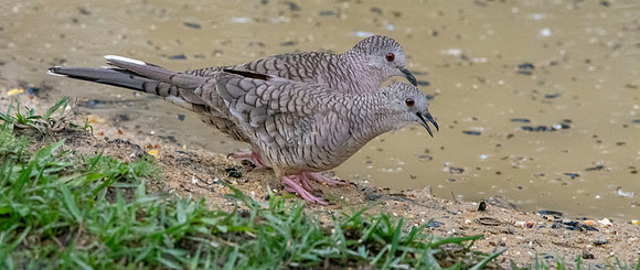 Inca Dove
