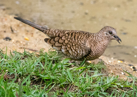 Inca Dove