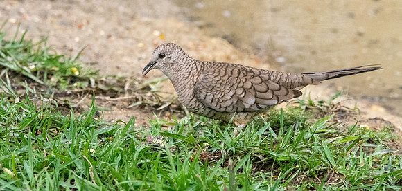 Inca Dove