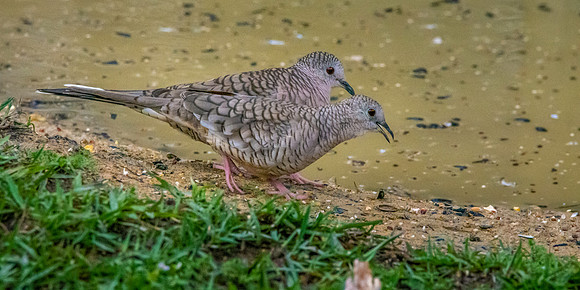 Inca Dove