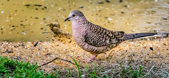 Inca Dove