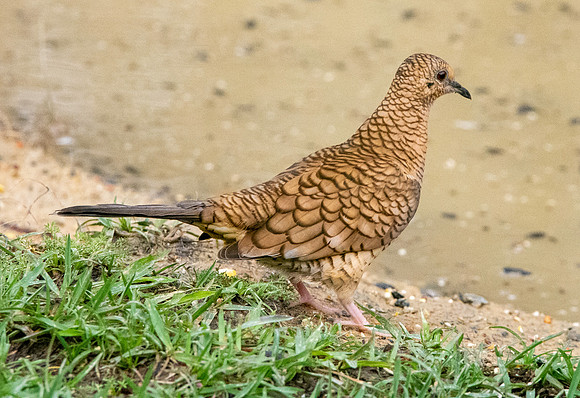 Inca Dove