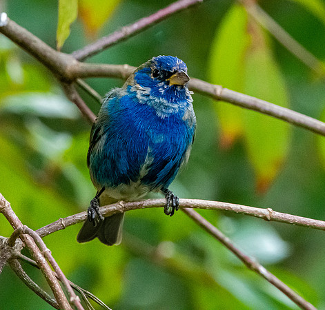 Indigo bunting