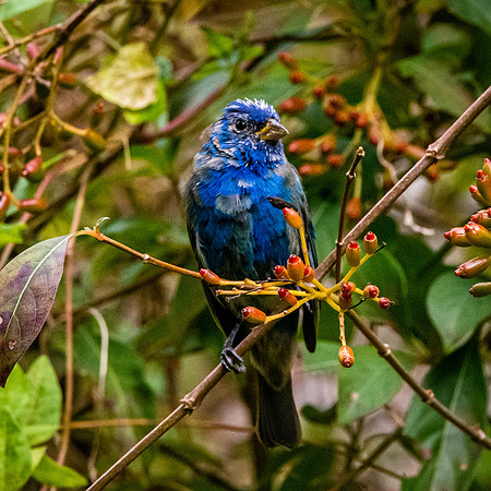 Indigo bunting