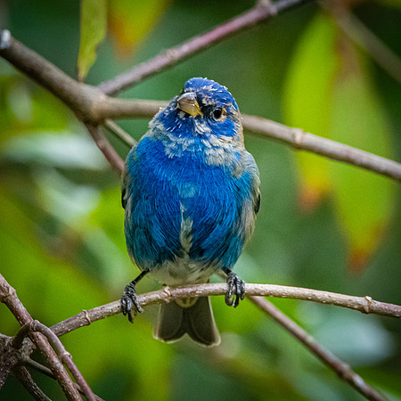 Indigo bunting