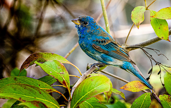 Indigo bunting