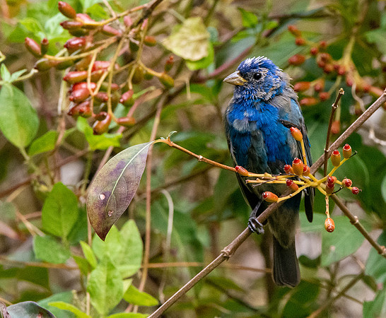 Indigo bunting