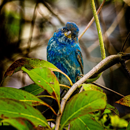 Indigo bunting