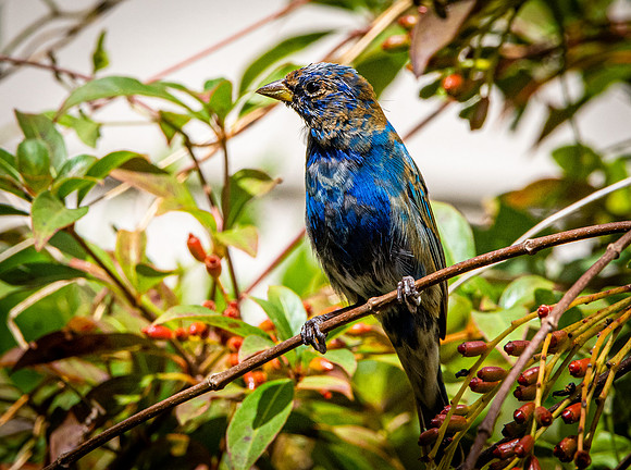 Indigo bunting