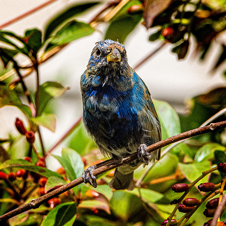 Indigo bunting