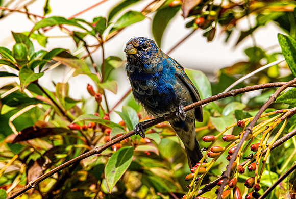 Indigo bunting
