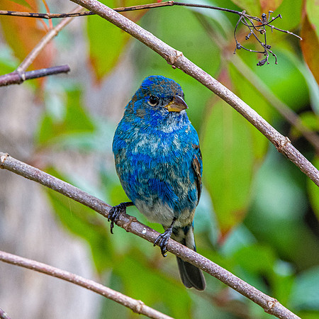 Indigo bunting