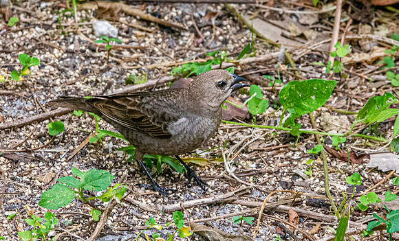 Indigo bunting, female
