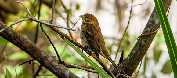 Indigo bunting, female