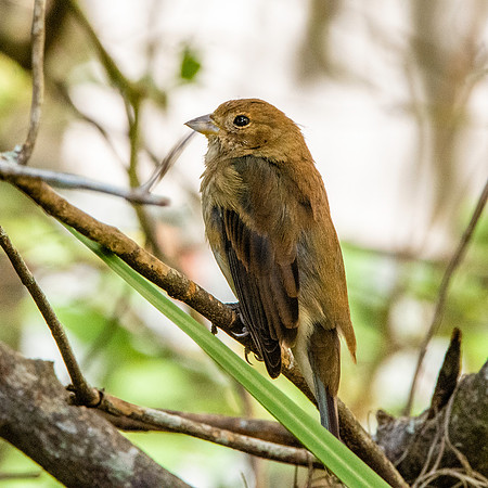 Indigo bunting, female