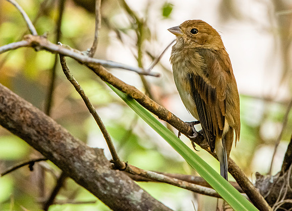 Indigo bunting, female