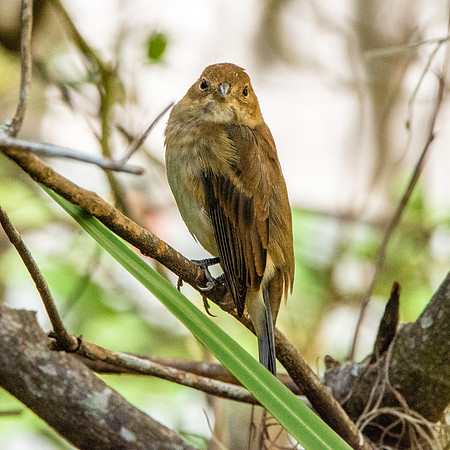 Indigo bunting, female