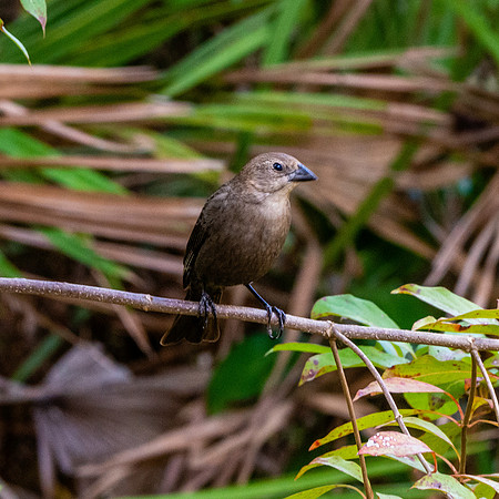 Indigo bunting, female