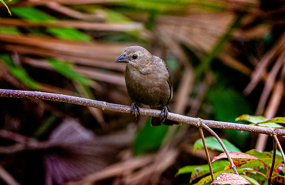 Indigo bunting, female