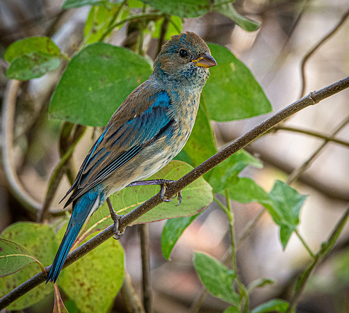 Indigo bunting, juvenile