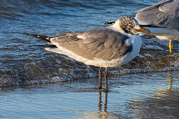 Laughing gull